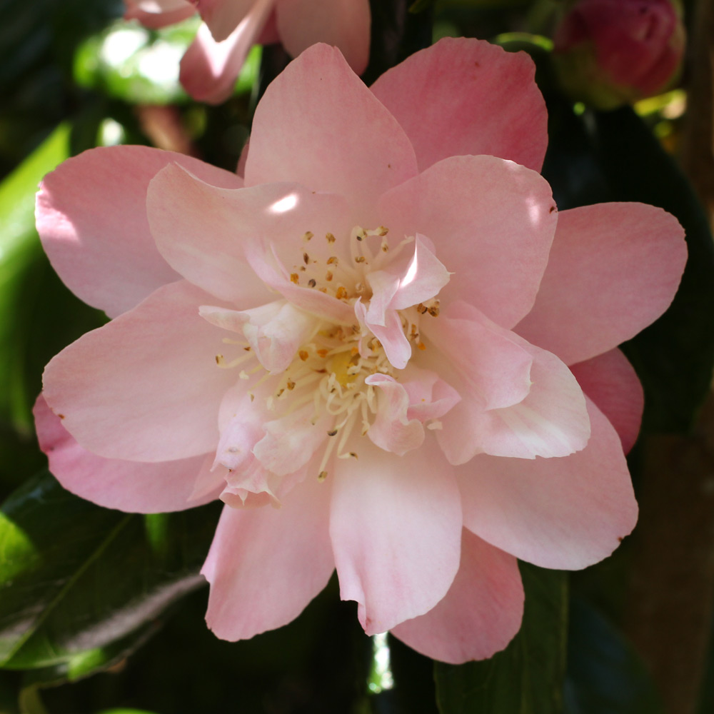 Camellia japonica 'Ann Sothern'