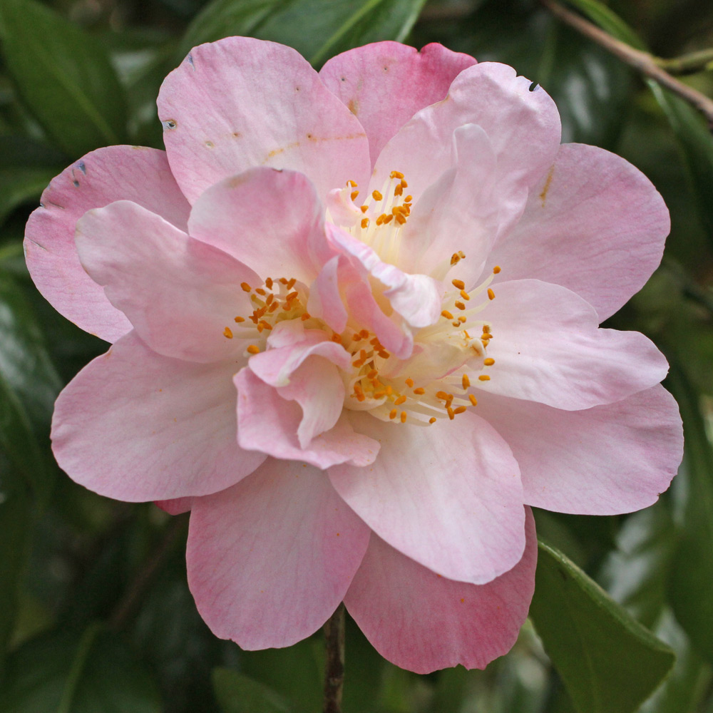 Camellia japonica 'Ann Sothern'