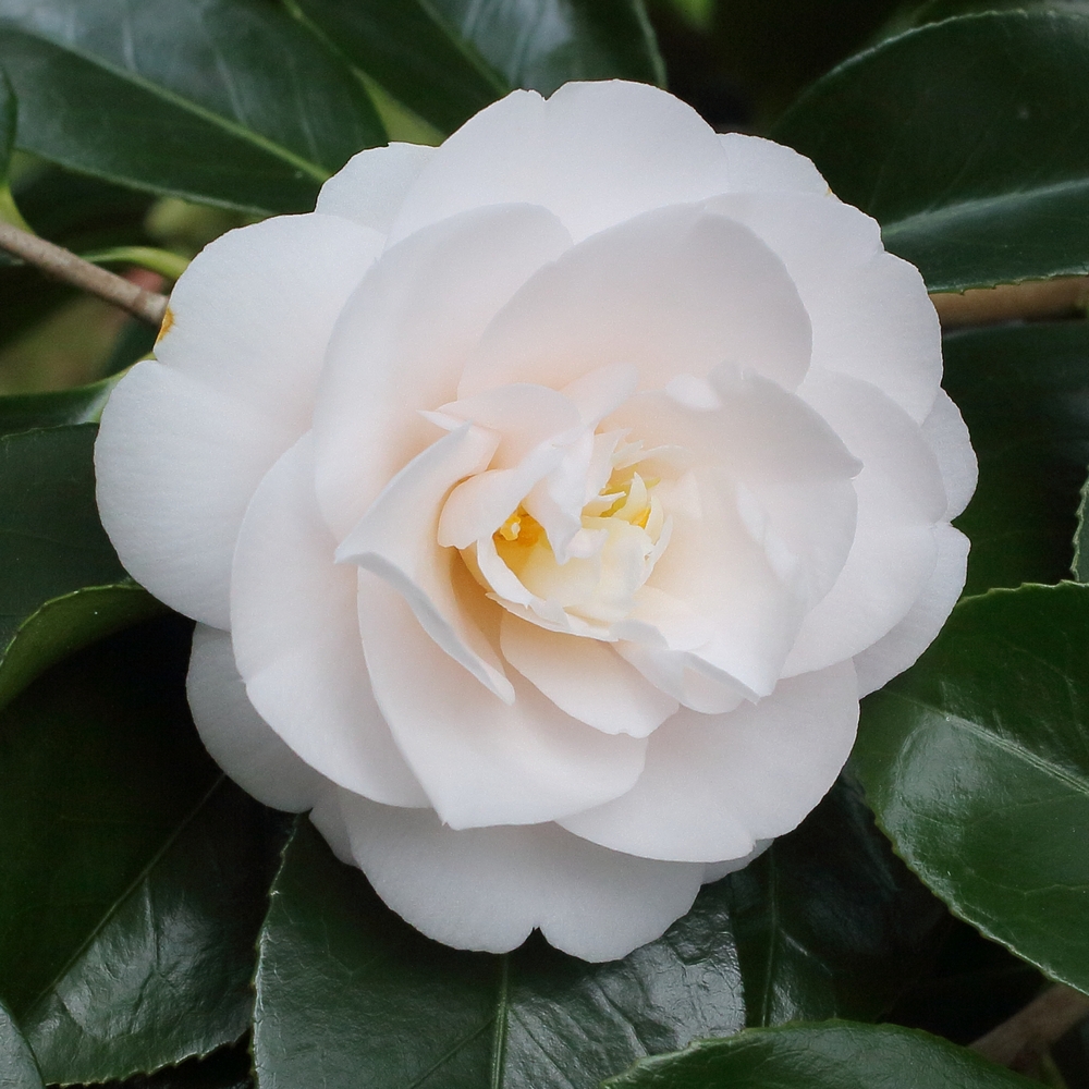 Camellia japonica 'Barbara Woodroof'