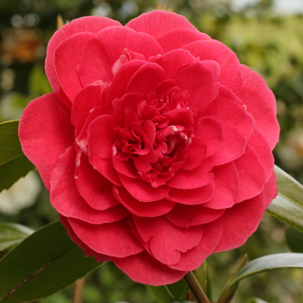 Camellia japonica 'Betty Robinson'
