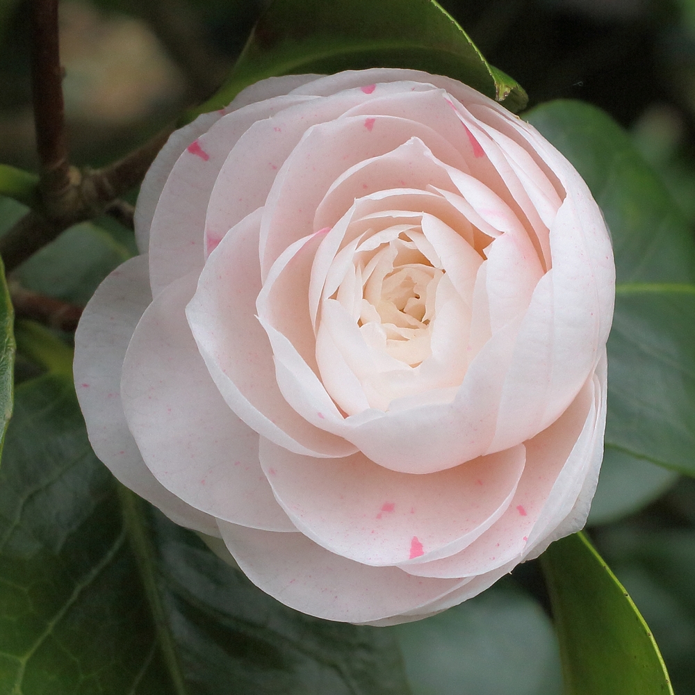Camellia japonica 'Caleb Cope'