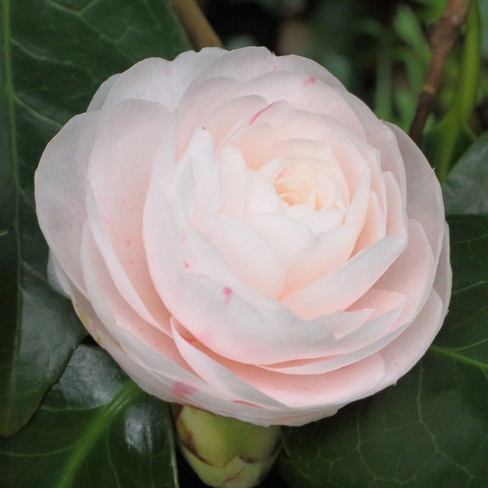 Camellia japonica 'Caleb Cope'