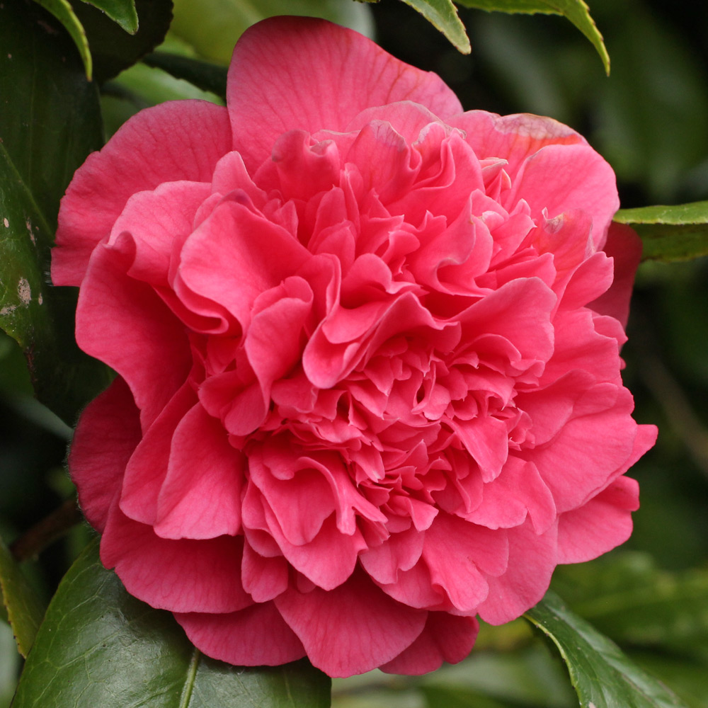 Camellia japonica 'Carolyn Tuttle'