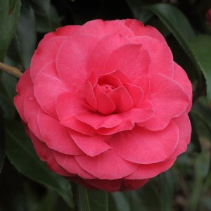 Camellia japonica 'Catherine Cathcart'