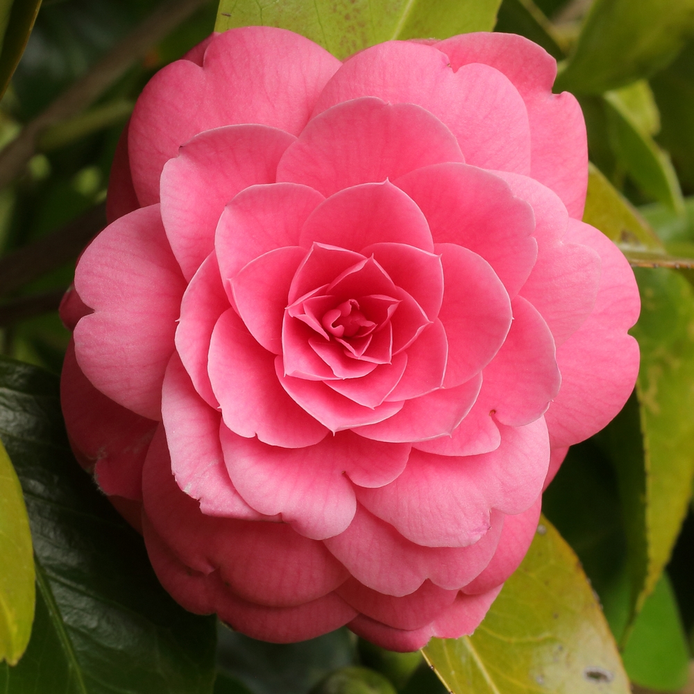 Camellia japonica 'Catherine Cathcart'