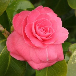 Camellia japonica 'Catherine Cathcart'
