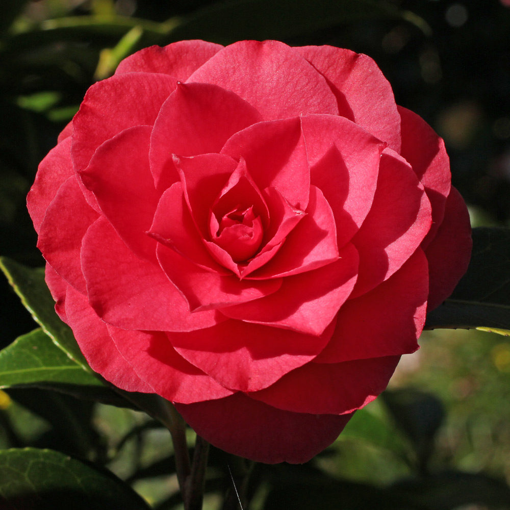 Camellia japonica 'Cheerful'