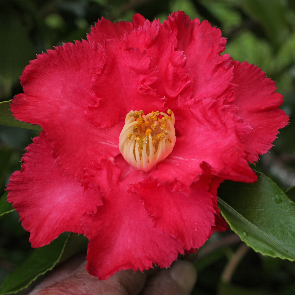 Camellia japonica 'Dainty'
