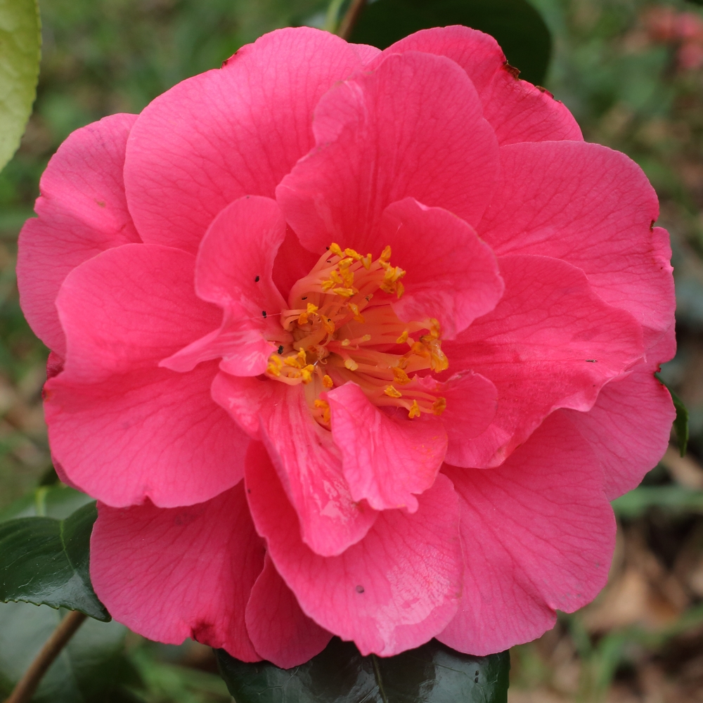 Camellia japonica 'Grandeur'
