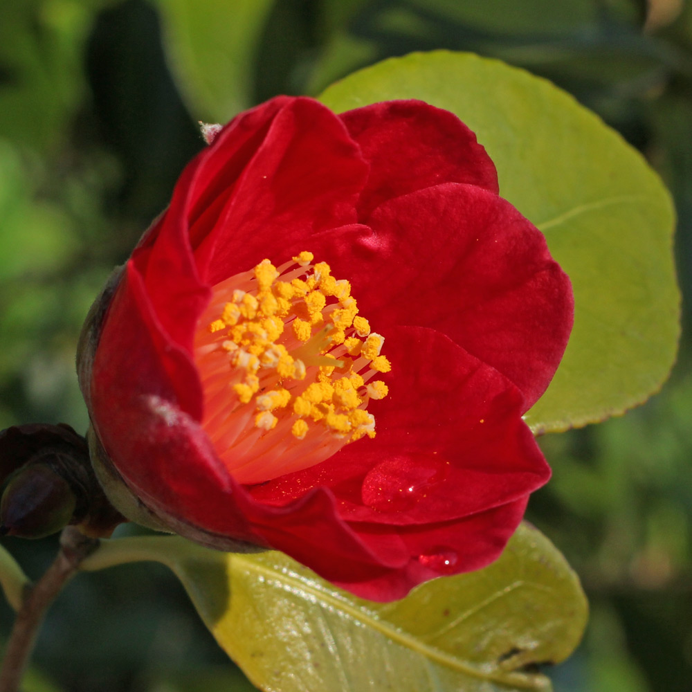 Camellia japonica 'Grape Soda'