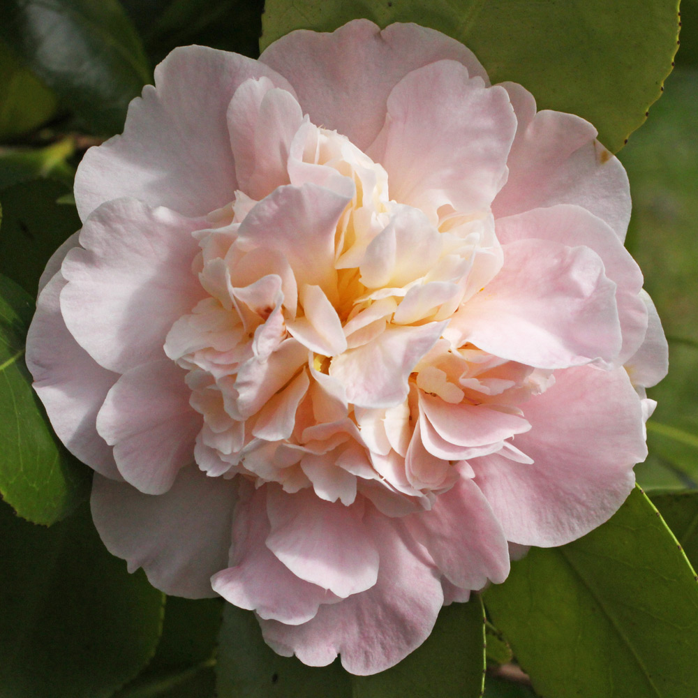 Camellia japonica 'Kitty Berry'
