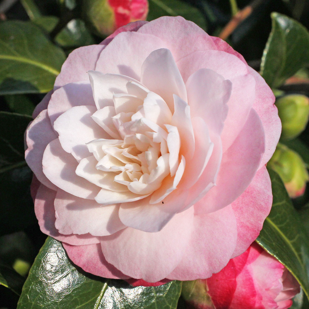 Camellia japonica 'Little Bo Peep'