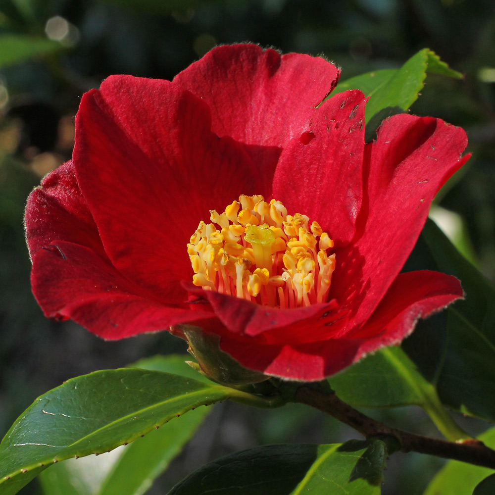 Camellia japonica 'Midnight Serenade'