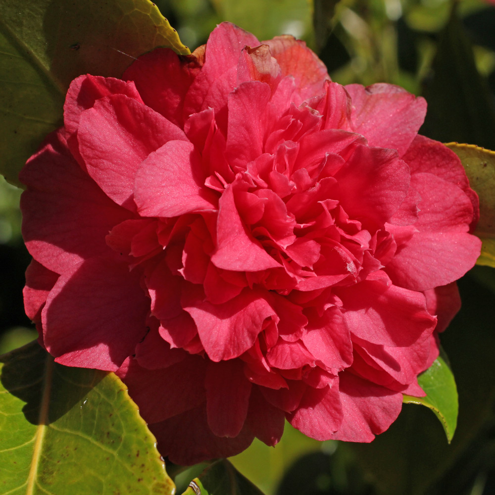 Camellia japonica 'Roman Soldier'