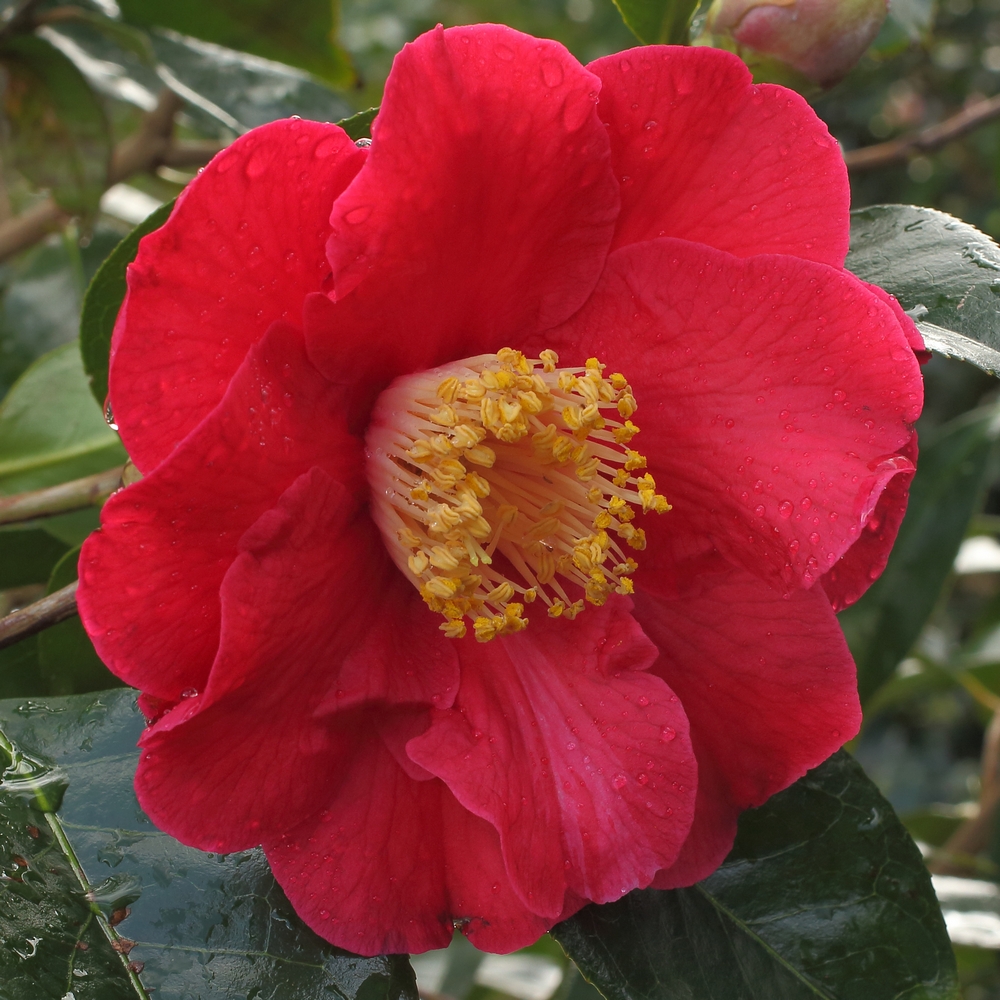 Camellia hybrid 'Royalty'