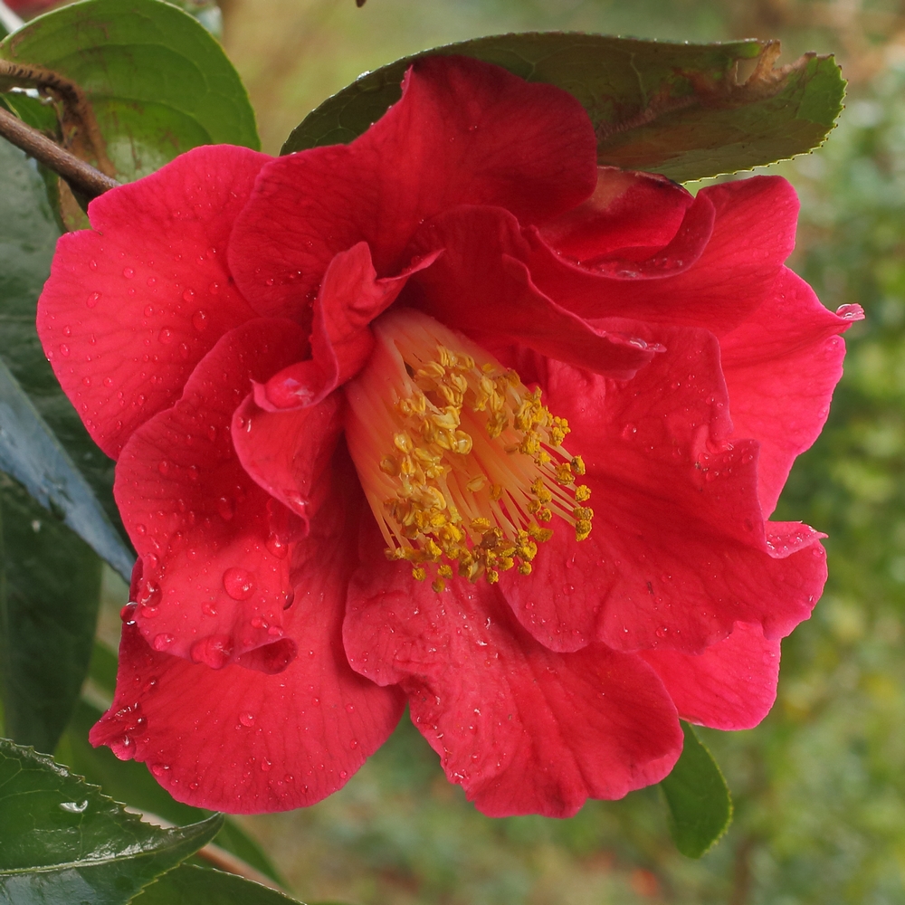 Camellia hybrid 'Royalty'