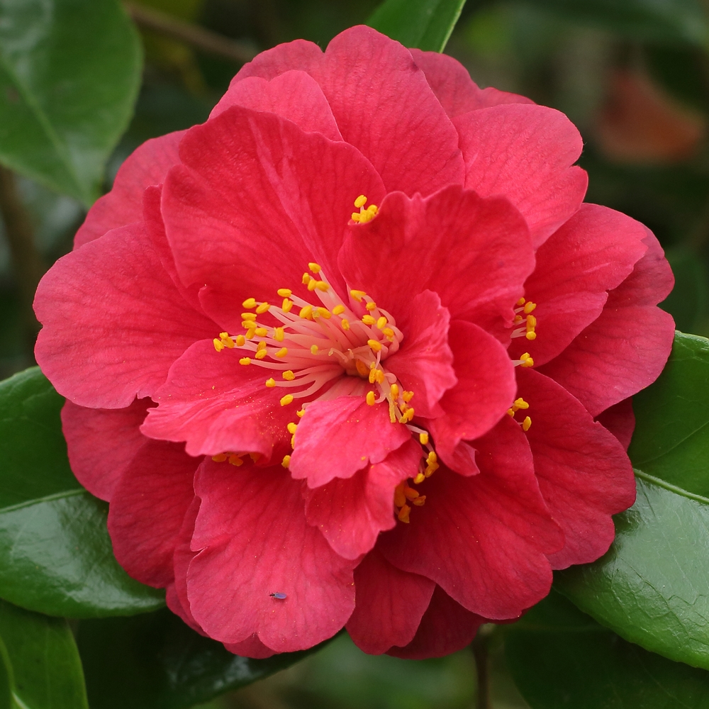 Camellia japonica 'Ruddigore'