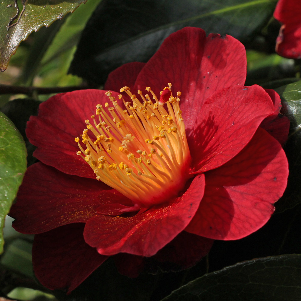 Camellia japonica 'San Dimas'