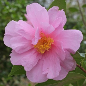 Camellia hybrid 'Show Girl'