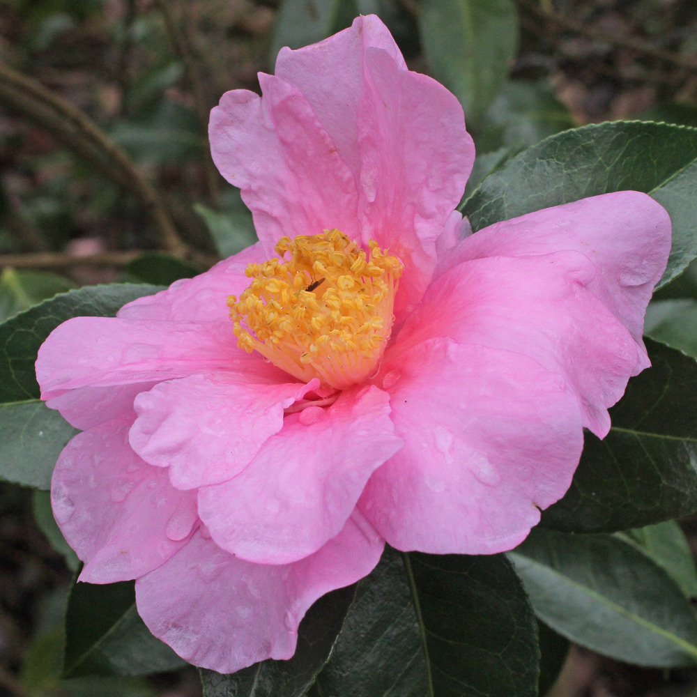 Camellia hybrid 'Show Girl'
