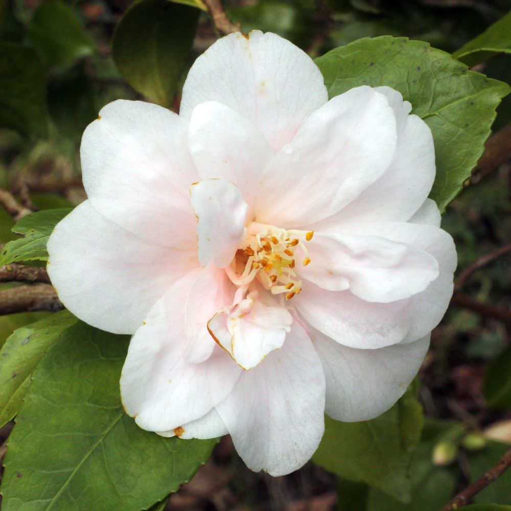 Camellia hybrid 'Spring Mist'