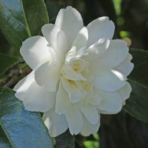 Camellia japonica 'Baby Sis'