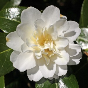 Camellia japonica 'Baby Sis'