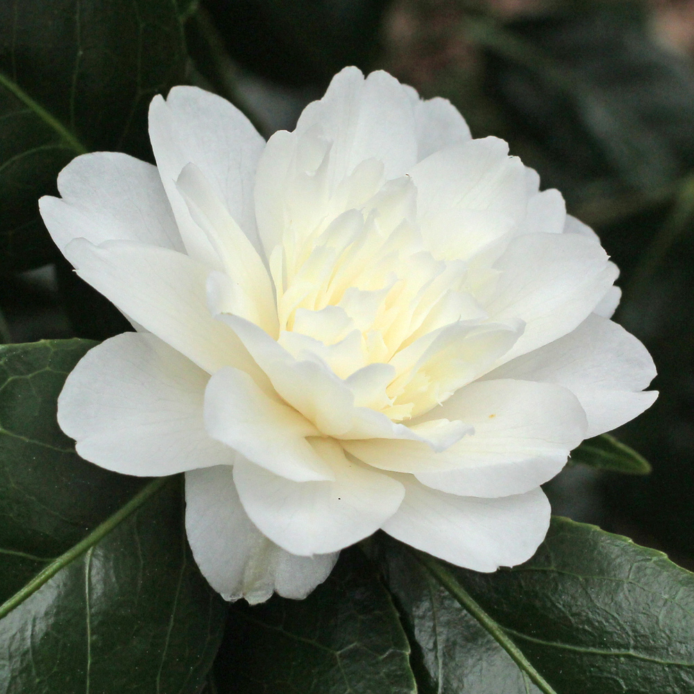 Camellia japonica 'Baby Sis'