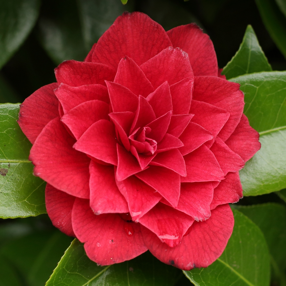 Camellia japonica 'Black Tie'