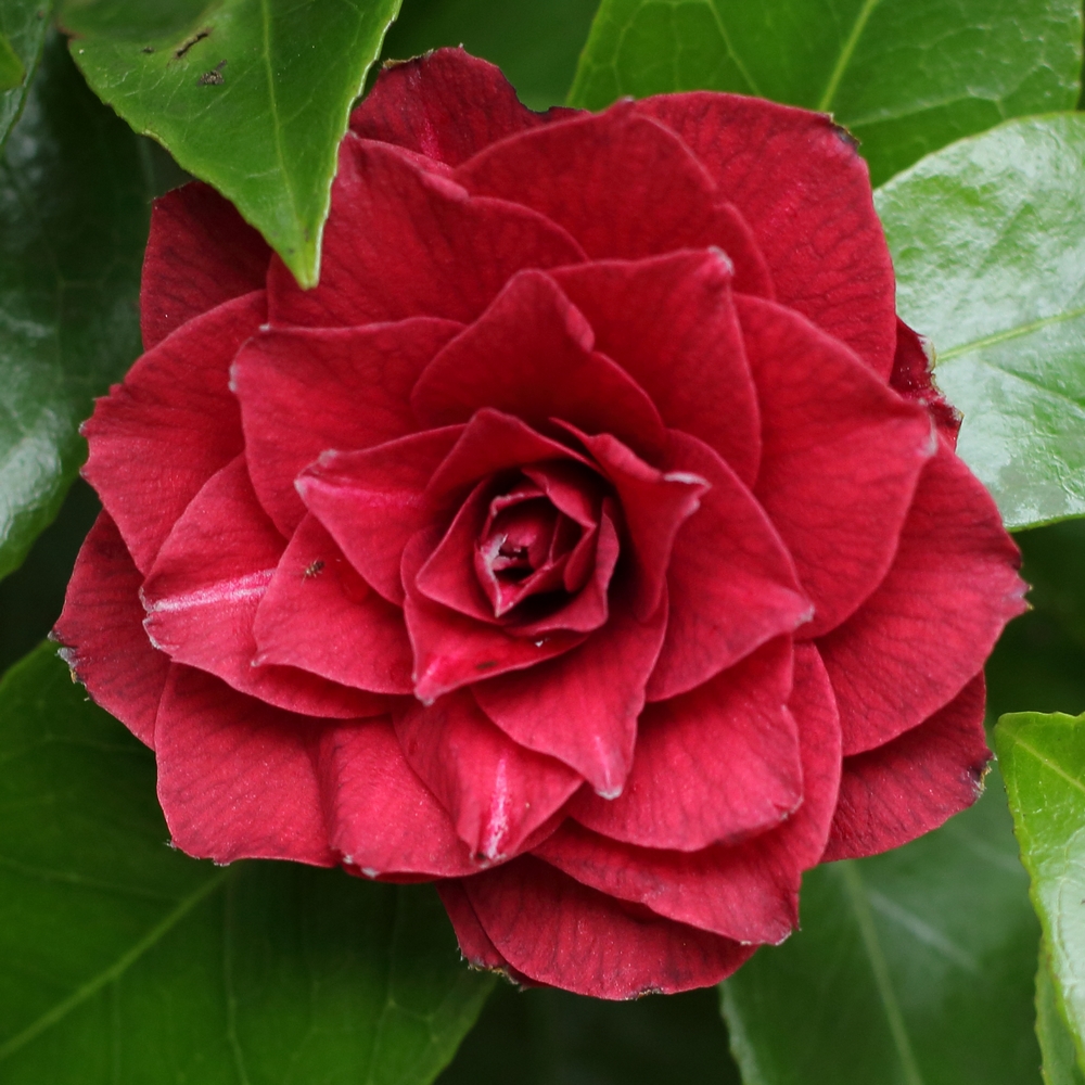 Camellia japonica 'Black Tie'