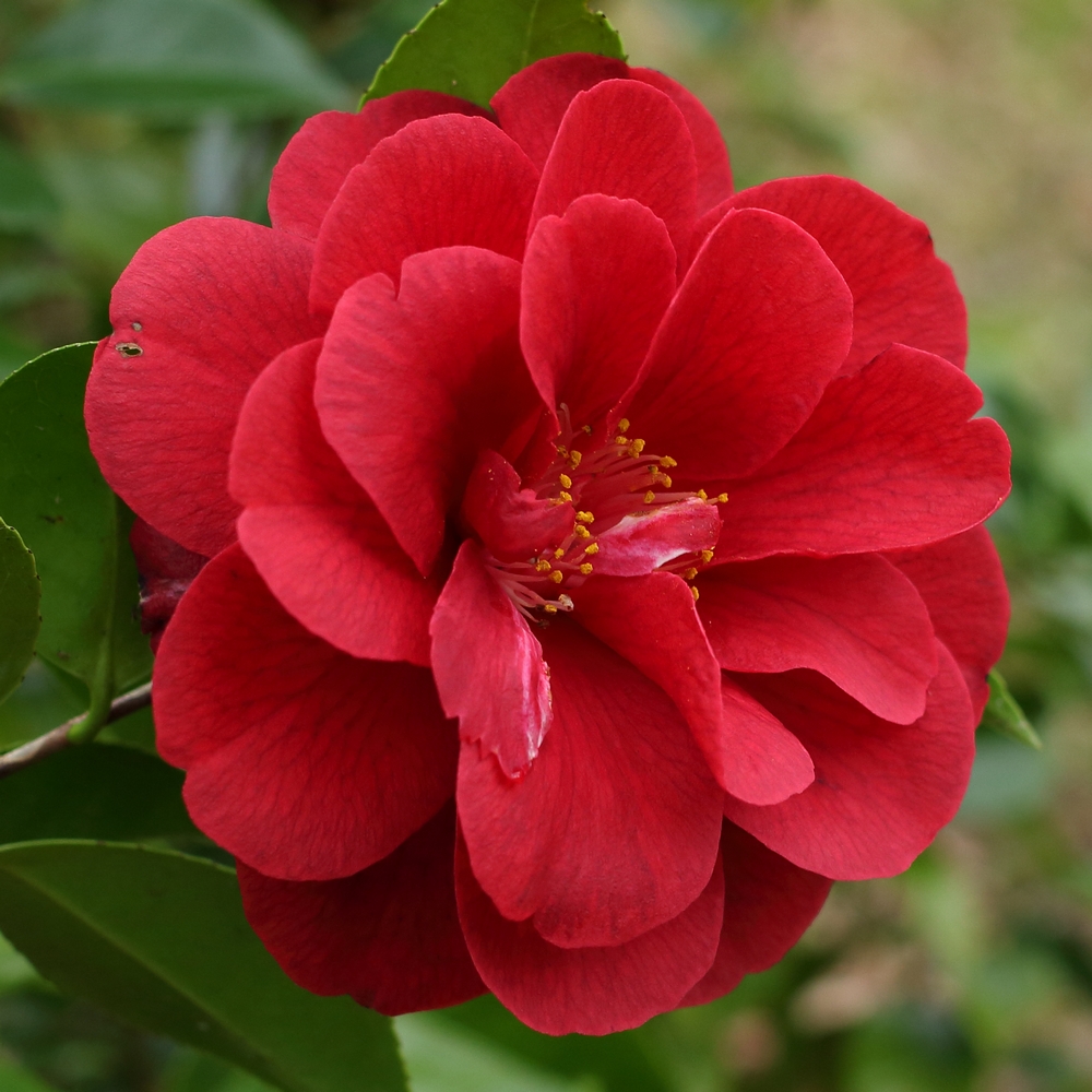Camellia japonica 'Deep Secret'