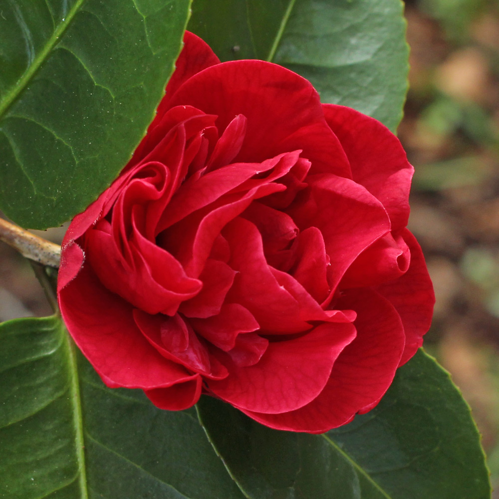 Camellia x williamsii 'Empire Rose'