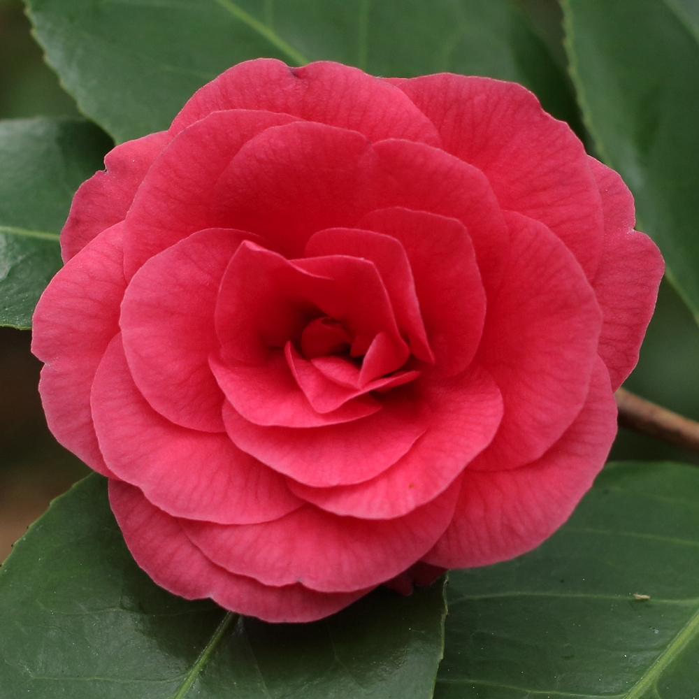 Camellia x williamsii 'Empire Rose'