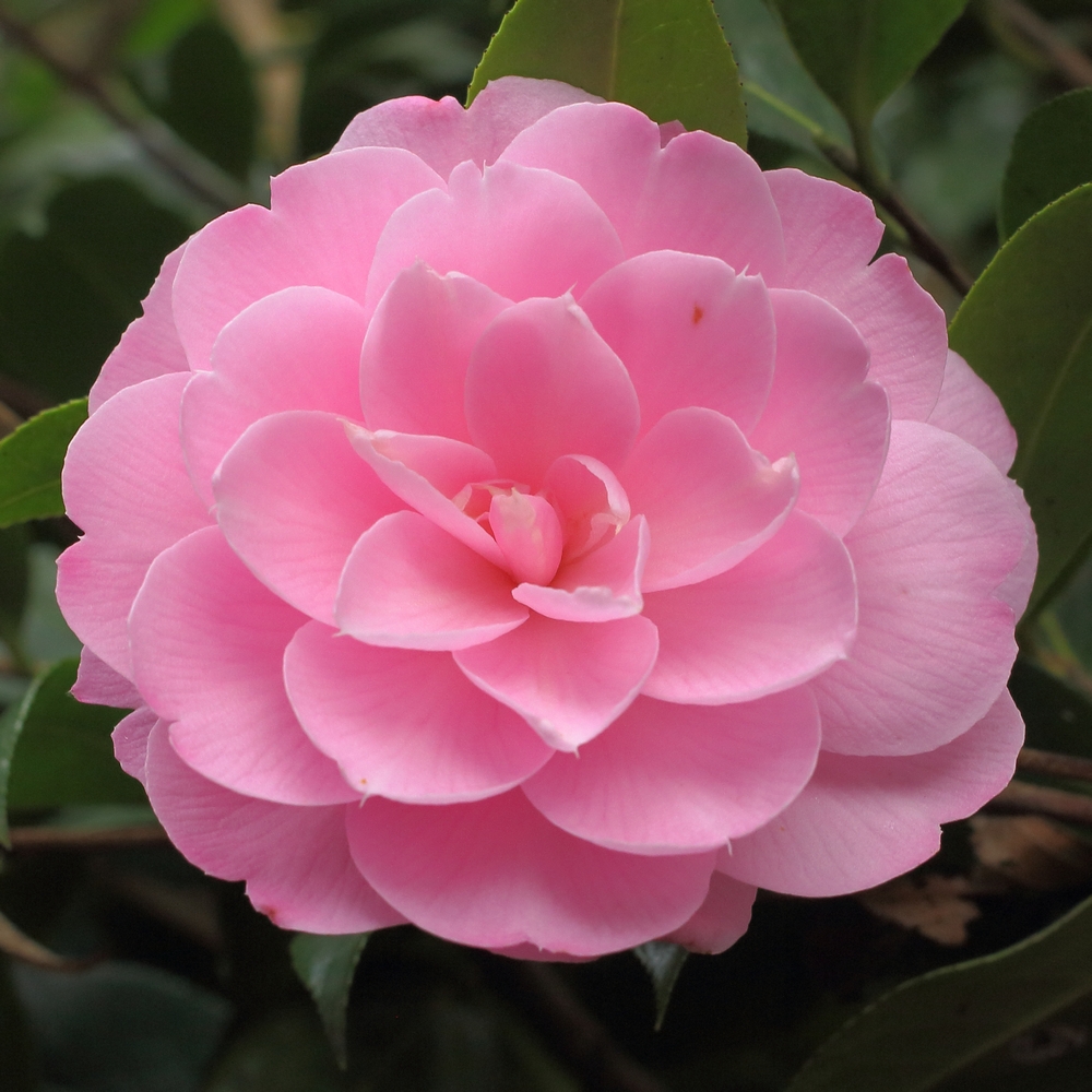 Camellia x williamsii 'Garden Glory'