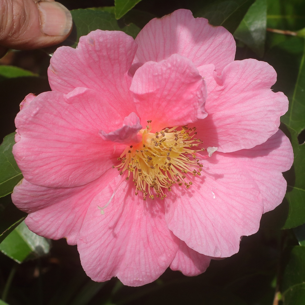 Camellia hybrid 'Ice Follies'