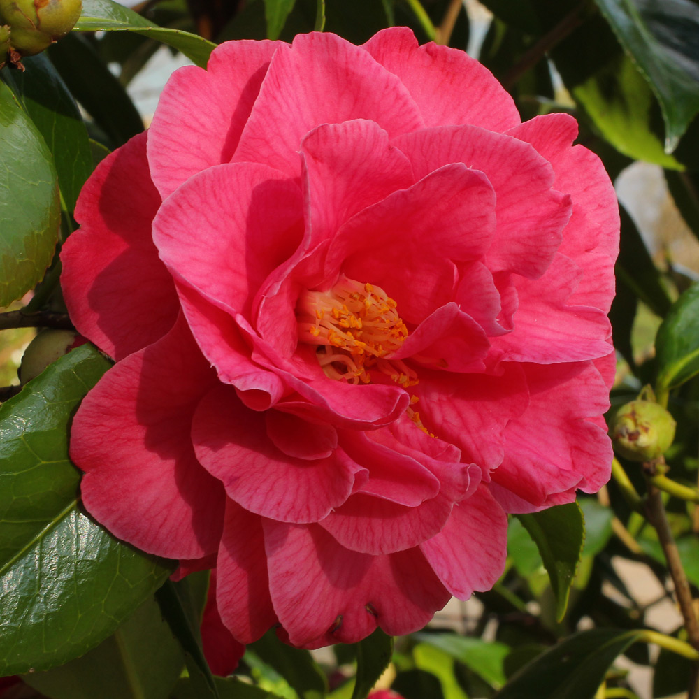 Camellia japonica 'Katie'