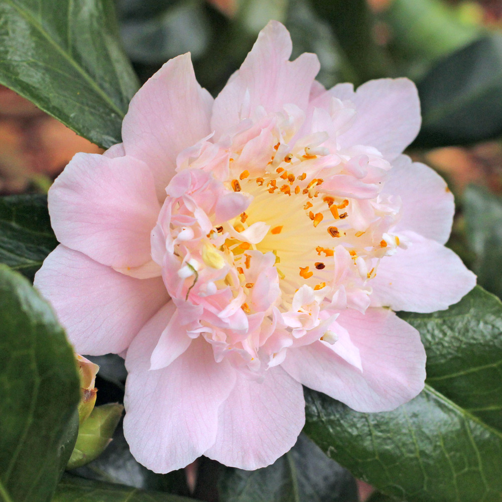 Camellia japonica 'Kewpie Doll'