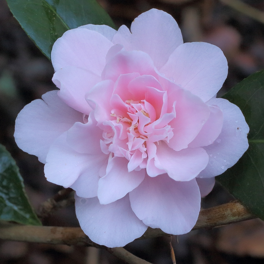 Camellia japonica 'Kewpie Doll'