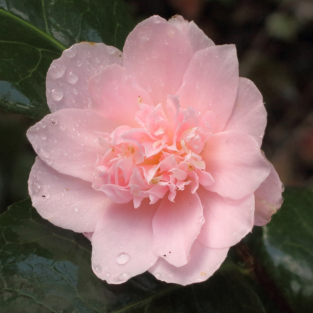 Camellia japonica 'Kewpie Doll'
