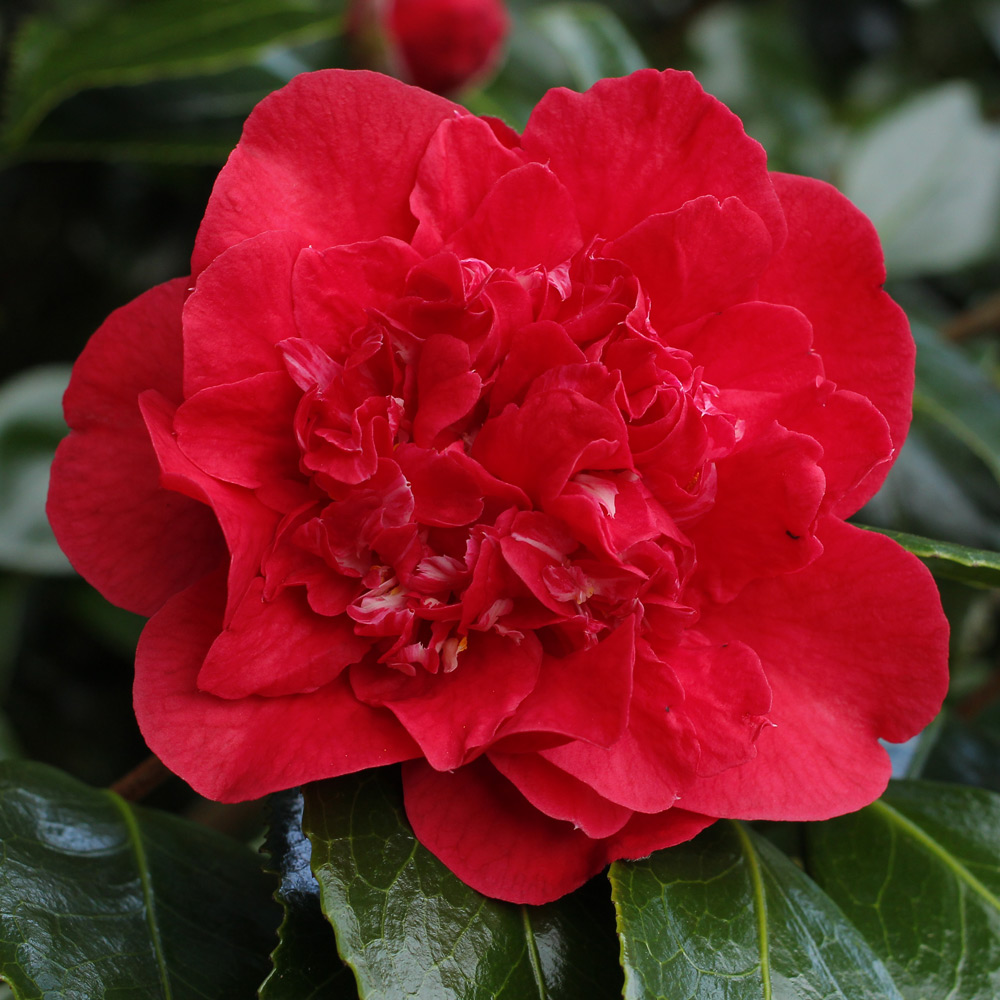Camellia japonica 'Kramer's Beauty'