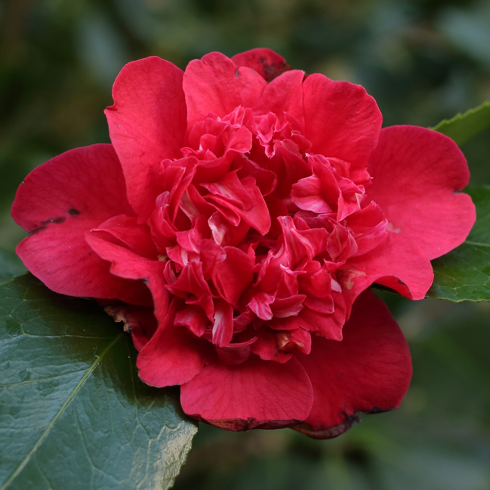 Camellia japonica 'Kramer's Beauty'
