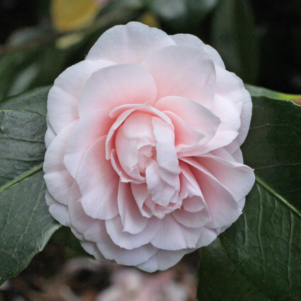 Camellia japonica 'Little Man'