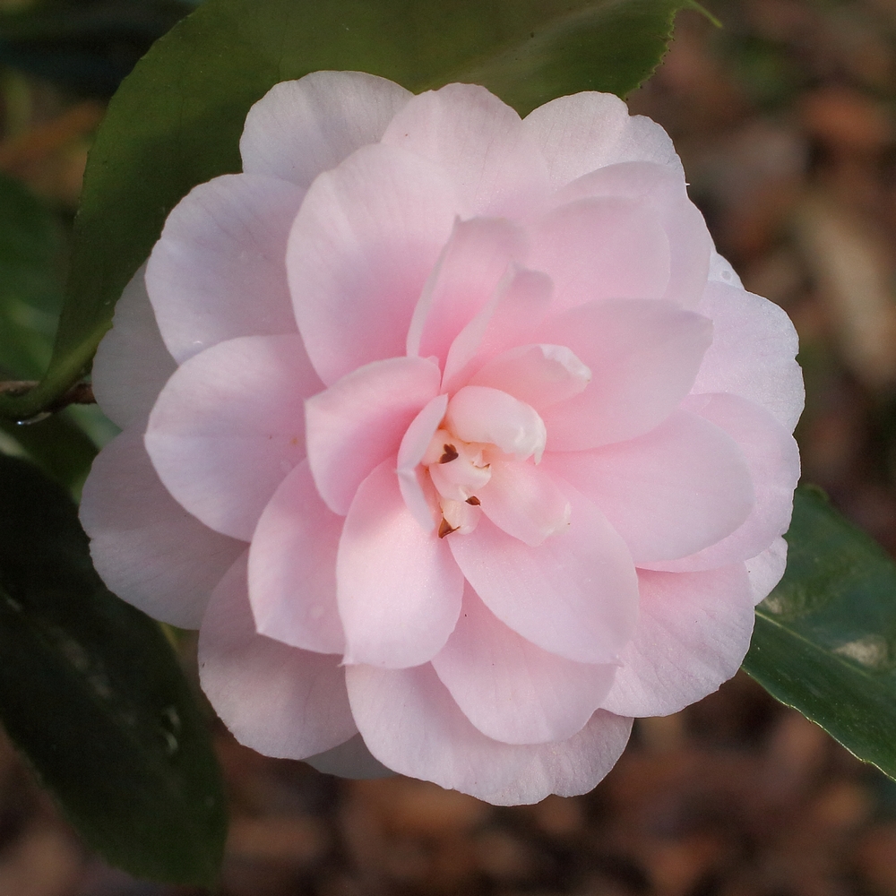 Camellia japonica 'Little Man'