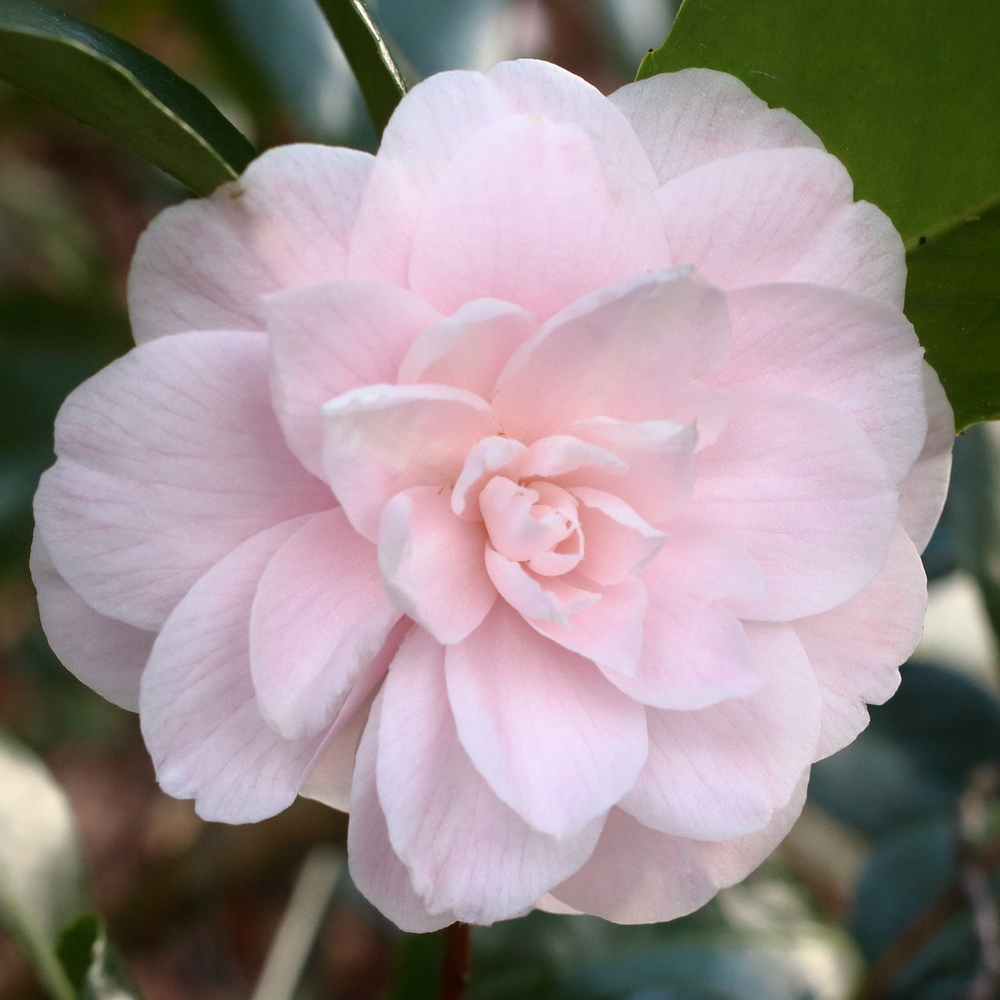 Camellia japonica 'Little Man'