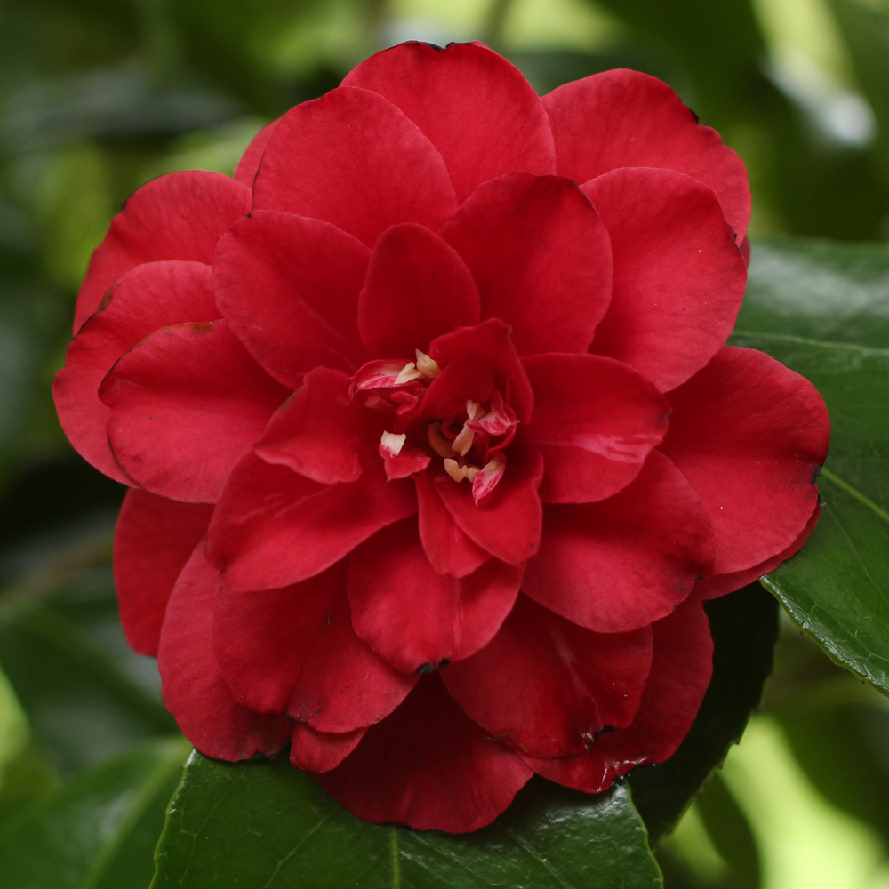 Camellia japonica 'Little Red Riding Hood'