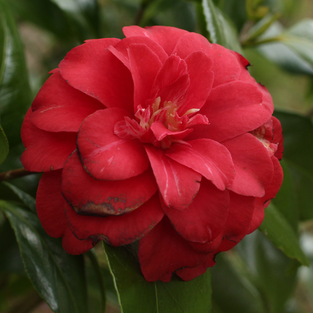 Camellia japonica 'Little Red Riding Hood'