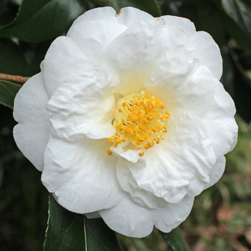 Camellia japonica 'Lovelight'