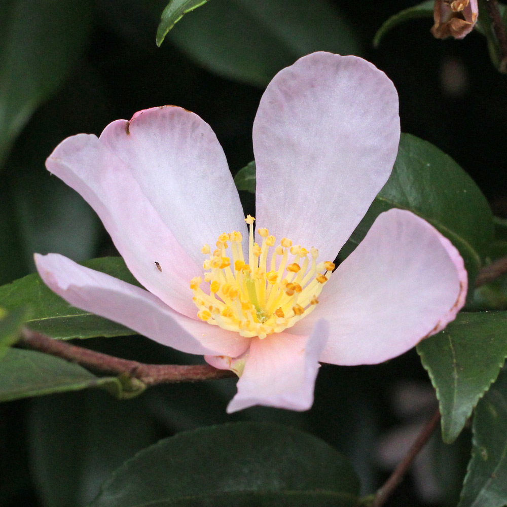 Camellia sasanqua 'Maiden's Blush'