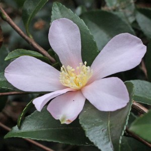 Camellia sasanqua 'Maiden's Blush'