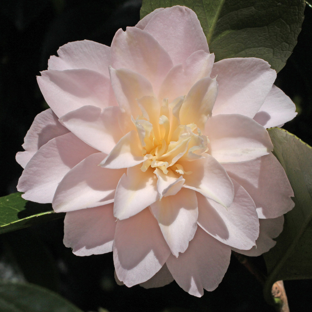 Camellia japonica 'Marjorie Magnificent'